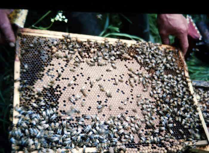 Fine modified Dadant (huge) brood frame in spring